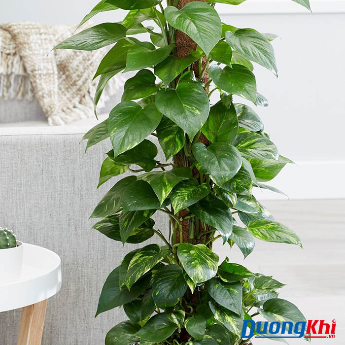 cây khử mùi hôi trong nhà